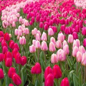 Pink Tulips & White Jasmine